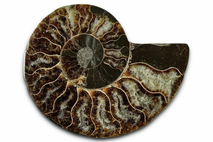 Cut & Polished Ammonite Fossil (Half) - Madagascar #349089